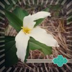 DHD Photo A Day – July 2: White