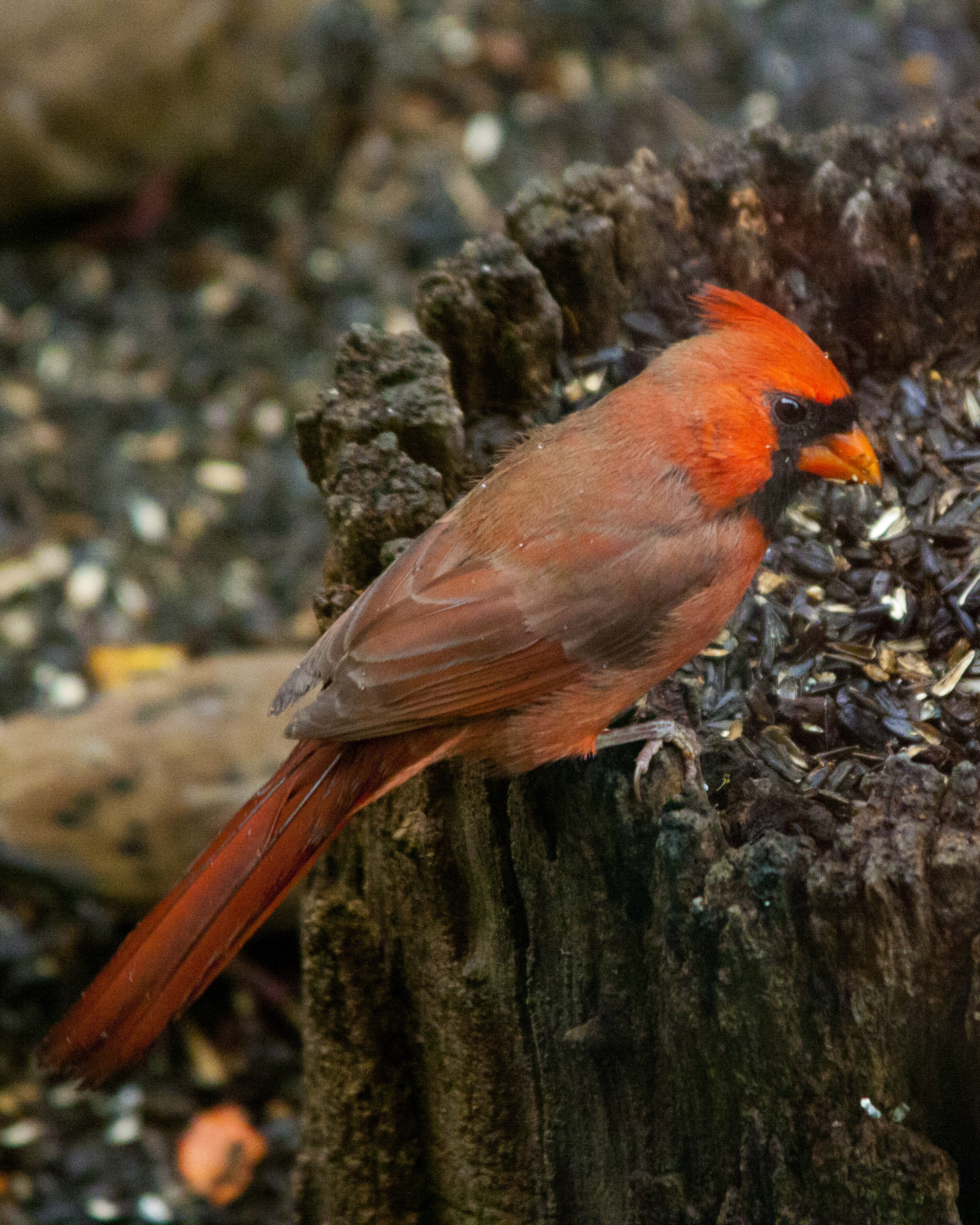 Cardinal-1