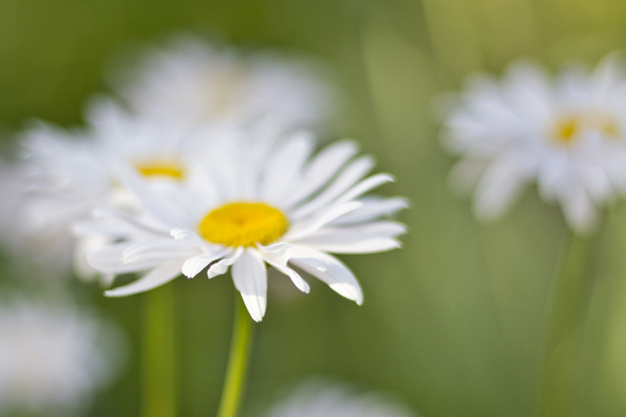 Tiptoeing Through the Tulips . . . er, I mean the Daisies